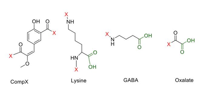 Составные фрагменты молекулы люциферина и потенциальные места их соединений