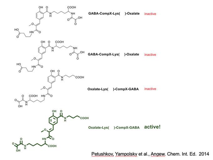 Четыре варианта структуры люциферина