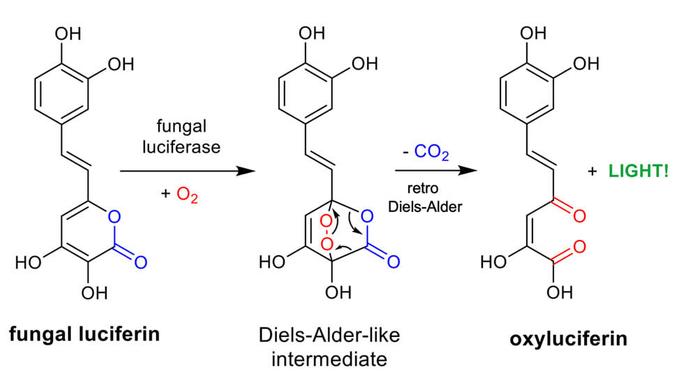 Механизм свечения люциферина с присоединением молекулы кислорода и последующим отщеплением СO2.