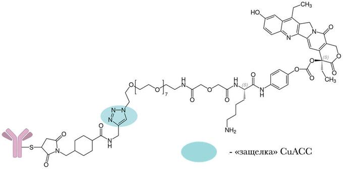Схема «привеска» к антителу в молекуле препарата Троделви