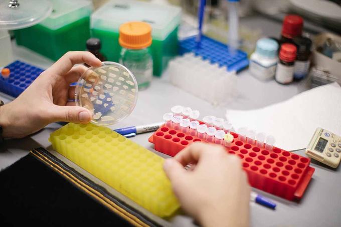 Лекарство от аритмии помогло изучить перспективный для биотехнологий штамм дрожжей