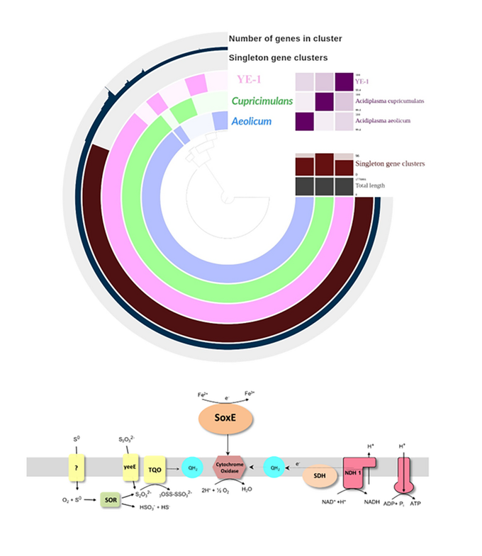 Изучение транскриптома помогло выяснить, как экстремофильные археи помогают получать благородные металлы