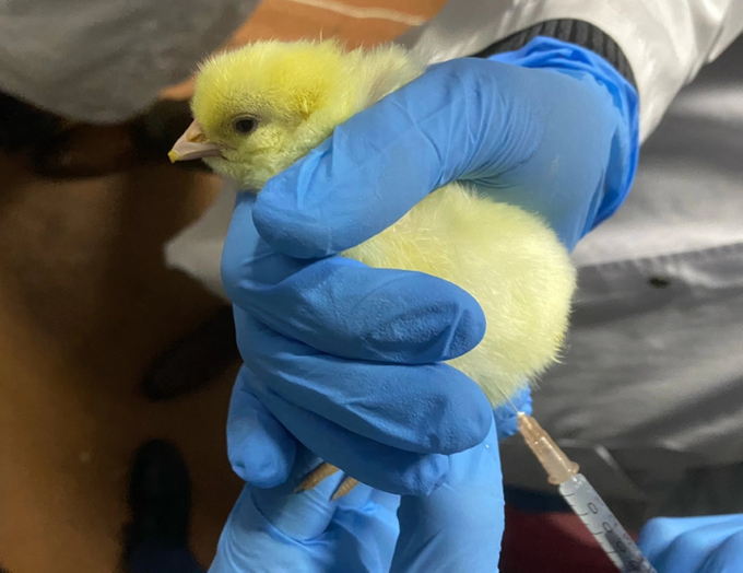 Процесс вакцинации.