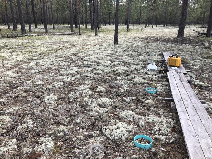 Пробная площадь в лишайниковом сосняке. В правой части — измерительные кольца для размещения датчиков.