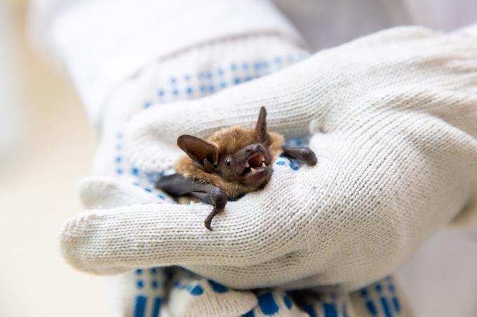 Рыжая вечерница в центре реабилитации рукокрылых ДГТУ