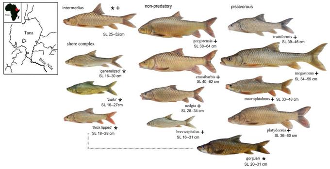 Evgeny Esin et al. / Ecology and Evolution, 2026.