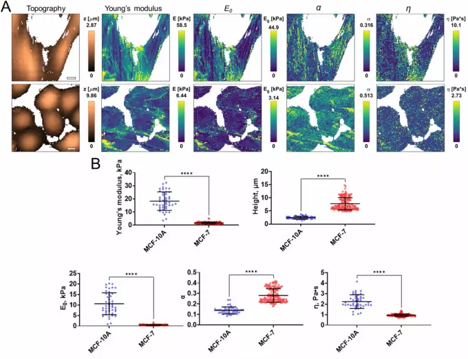 Изменение механических свойств клеток