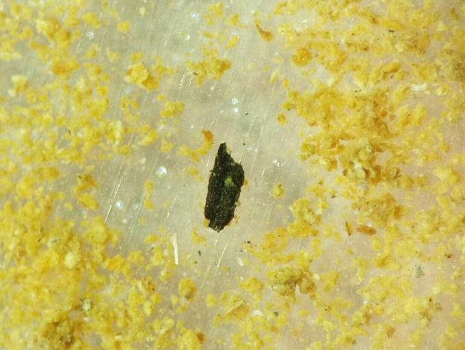 Обугленные растительные остатки под микроскопом