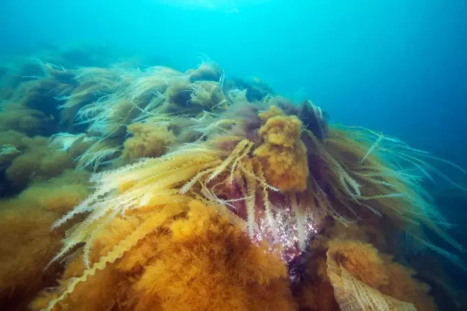 Из дальневосточных водорослей будут делать лекарства, косметику и эко-упаковку