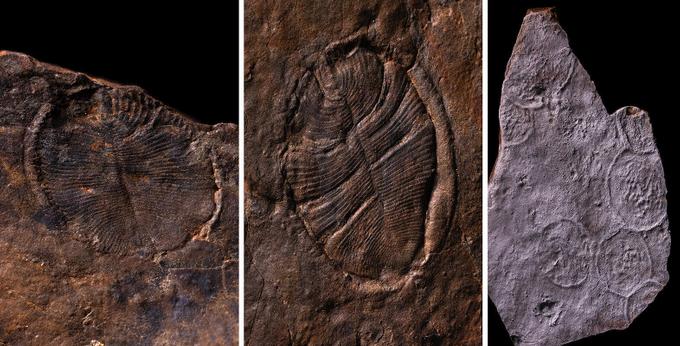 Самые древние сложно устроенные многоклеточные животные (дикинсонии и чуариоморфиды) планеты, найденные на Среднем Урале