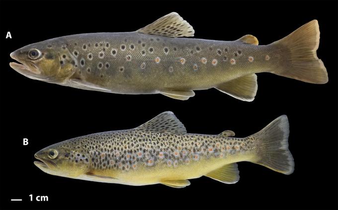 . Редкие виды рыб Волги, нуждающиеся в охране — (А) форель (резидентная форма) балтийской кумжи (Salmo trutta) и (B) форель каспийской кумжи (Salmo caspius), изученные в ходе исследования. Источник: Boris A. Levin et al. / Metabarcoding and Metagenomics, 2026