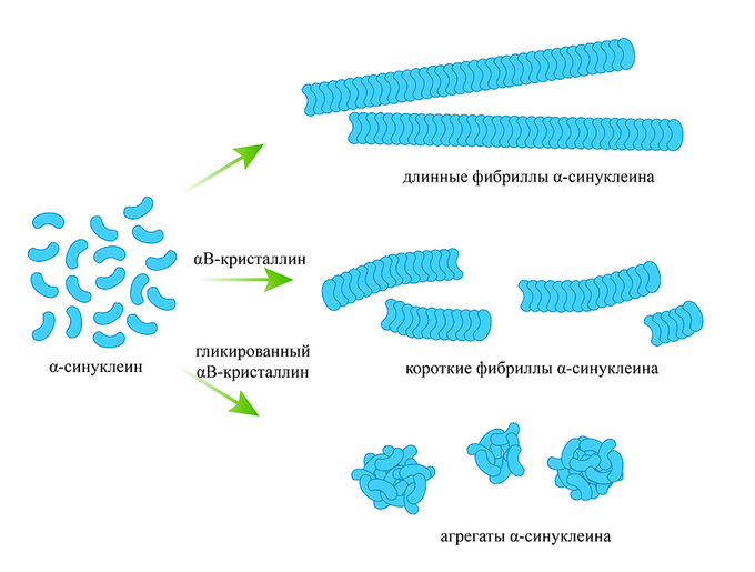 Гликированный альфаВ-кристаллин предотвращает образование амилоидных агрегатов альфа-синуклеина