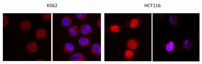 Свечение полученных соединений в ядрах раковых клеток (соединения светятся красным, ядро — синим).