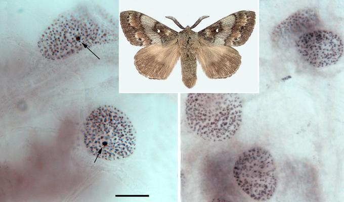 Бабочка сибирского шелкопряда и хромосомы в ядрах клеток самки сибирского шелкопряда: стрелками отмечены женские W-хромосомы