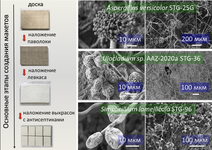 Слева – приготовление макетов с выкрасками осетрового клея; справа – микрофотографии некоторых грибов-деструкторов, обитающих на произведениях живописи