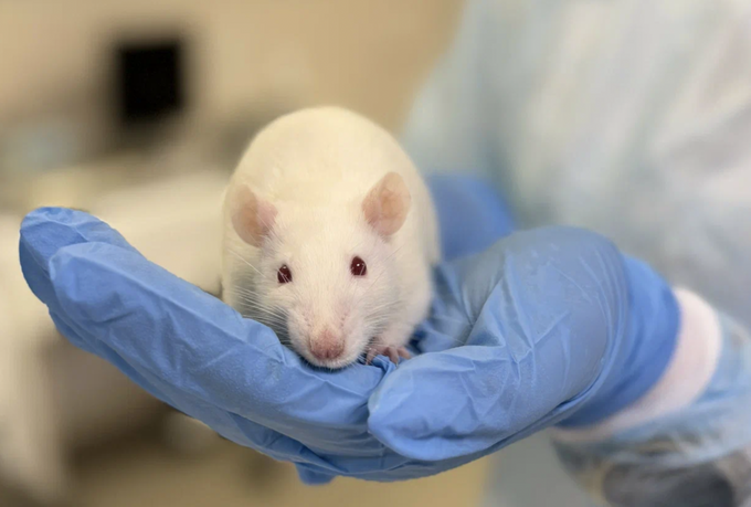 Фотография крысы линии Wistar