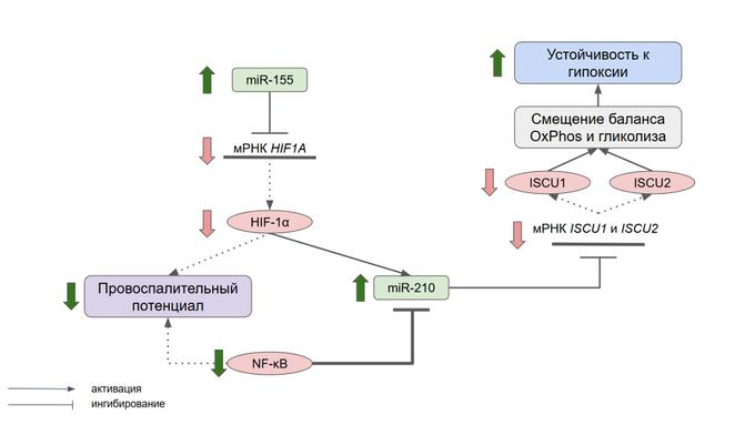 Схема предполагаемого механизма формирования устойчивости к недостатку кислорода.