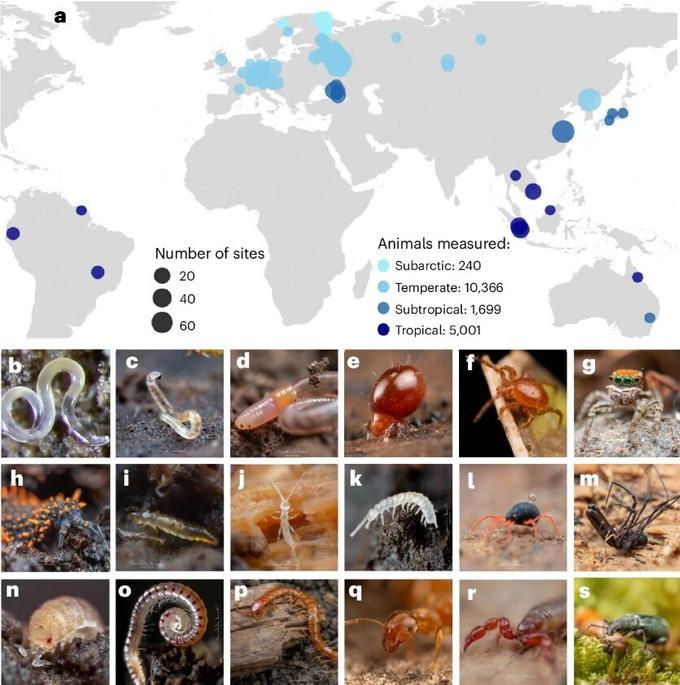 Участки сбора материала в разных климатических зонах планеты, внизу — примеры почвенных беспозвоночных, изученных авторами.