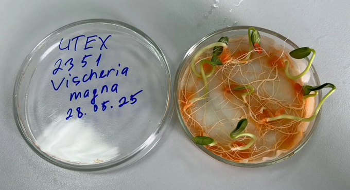 Пророщенные семена огурца
