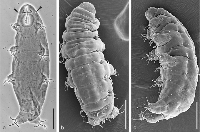 Тихоходка вида Halobiotus arcturulius, найденная в море Лаптевых