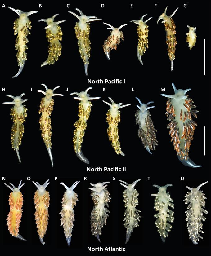 Особи Diaphoreolis viridis из разных географических регионов