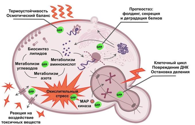 Схематическое изображение клеточных функций, за которые отвечают отобранные белки.