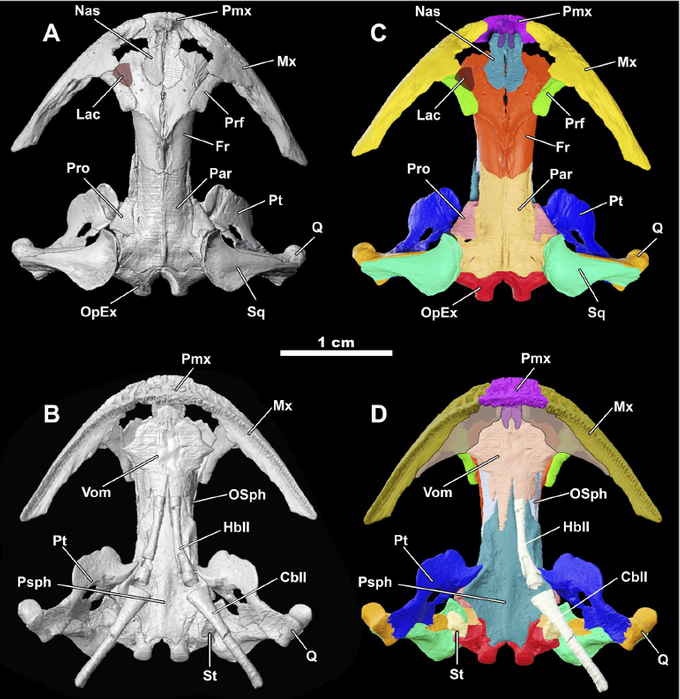 3D-модель черепа саламандры Eoscapherpeton asiaticum.