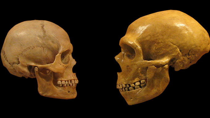 Череп человека (слева) и неандертальца (справа)