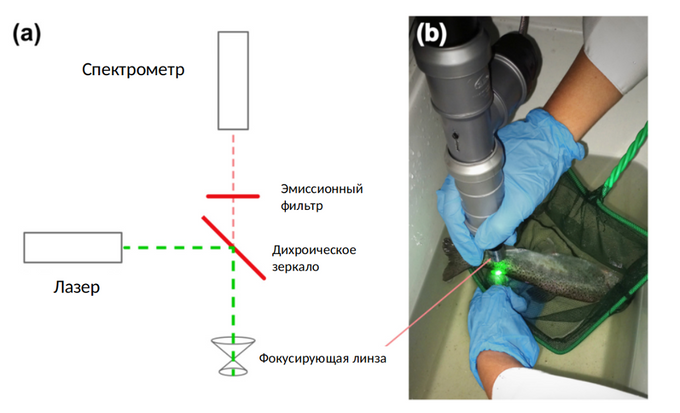 Прототип переносной оптической установки для измерения рН in vivo с использованием имплантированных оптических сенсоров. (а) Оптическая схема установки. (b) Фотография устройства во время измерения pH в рыбе без использования анестезии.