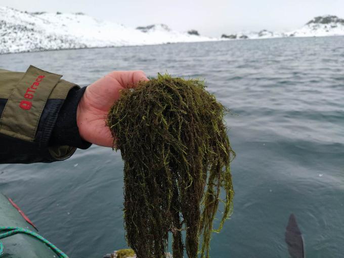 Подводный мох Drepanocladus longifolius озера Мираж, Антарктика