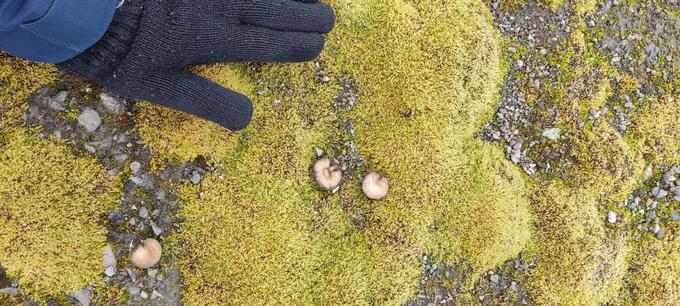 Шляпочные грибы острова Кинг-Джордж