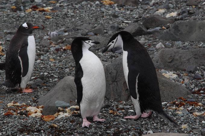 Папуанский (слева) и два антарктических (по центру) пингвина на острове Кинг-Джордж