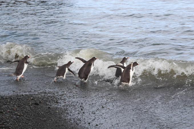 Ныряющие папуанские пингвины