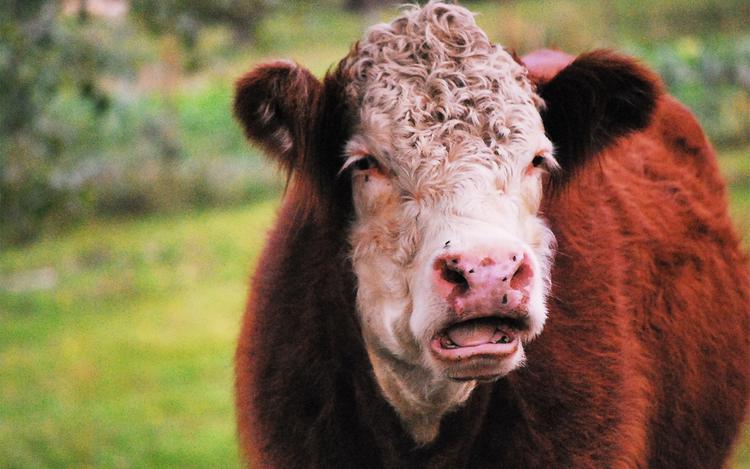 Источники эмоций у коров: от радости до горя